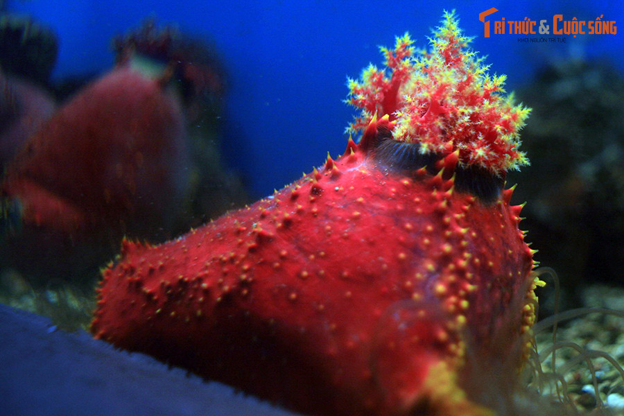 Do vậy, táo biển thường chỉ được nuôi trong các khu thủy cung được đầu tư bài bản, khoa học – như Viện Hải dương học Nha Trang, chứ hiếm khi được nhìn thấy trong bể thủy sinh nước mặn của các cá nhân.