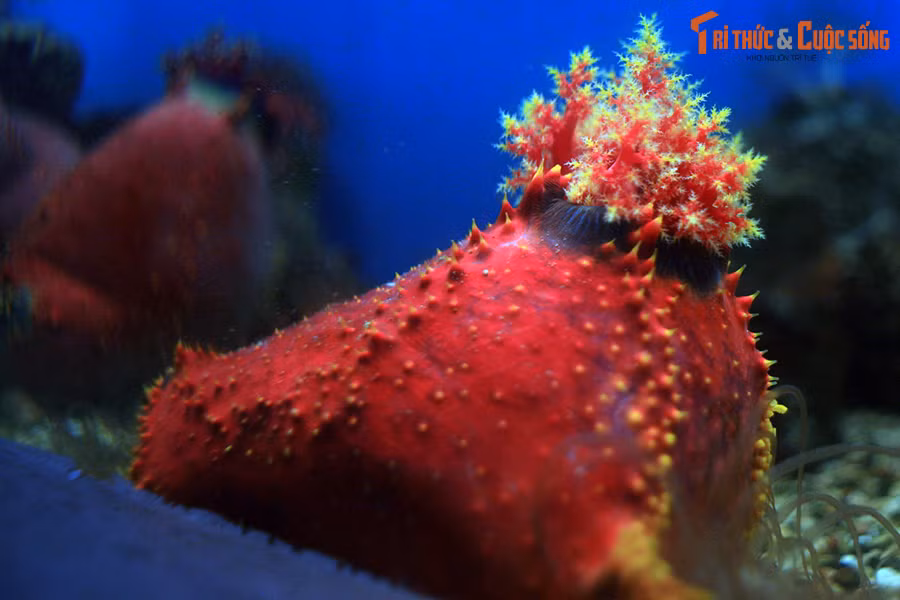 Do vậy, táo biển thường chỉ được nuôi trong các khu thủy cung được đầu tư bài bản, khoa học – như Viện Hải dương học Nha Trang, chứ hiếm khi được nhìn thấy trong bể thủy sinh nước mặn của các cá nhân.