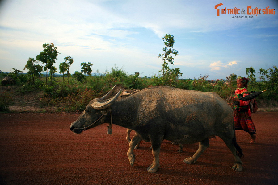 Loại đất này có độ chua cao, độ no bazơ thấp, tầng đất tương đối dày, khoáng sét chủ yếu là kaolinite, hạt kết tương đối bền, thoát nước nhanh, tầng đất dày, tơi xốp, nhiều chất dinh dưỡng.