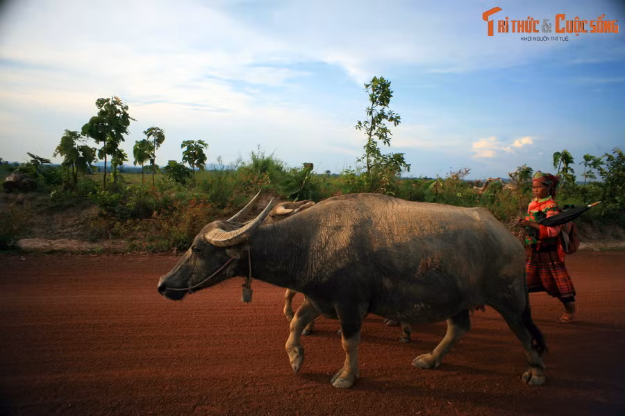 Loại đất này có độ chua cao, độ no bazơ thấp, tầng đất tương đối dày, khoáng sét chủ yếu là kaolinite, hạt kết tương đối bền, thoát nước nhanh, tầng đất dày, tơi xốp, nhiều chất dinh dưỡng.