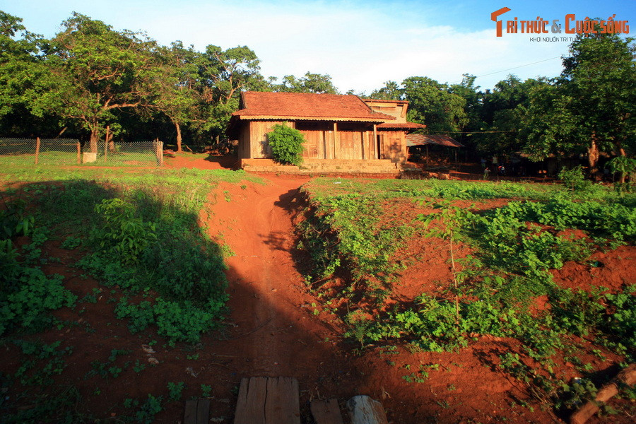 Đất đỏ bazan phù hợp để trồng các loại cây công nghiệp dài hạn như cà phê, cao su, hồ tiêu, hạt điều, chè... cùng một số loại cây ăn trái như sầu riêng, bơ, cam quýt...