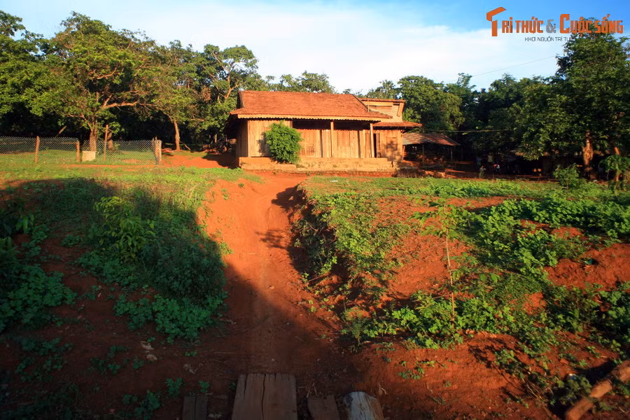 Đất đỏ bazan phù hợp để trồng các loại cây công nghiệp dài hạn như cà phê, cao su, hồ tiêu, hạt điều, chè... cùng một số loại cây ăn trái như sầu riêng, bơ, cam quýt...