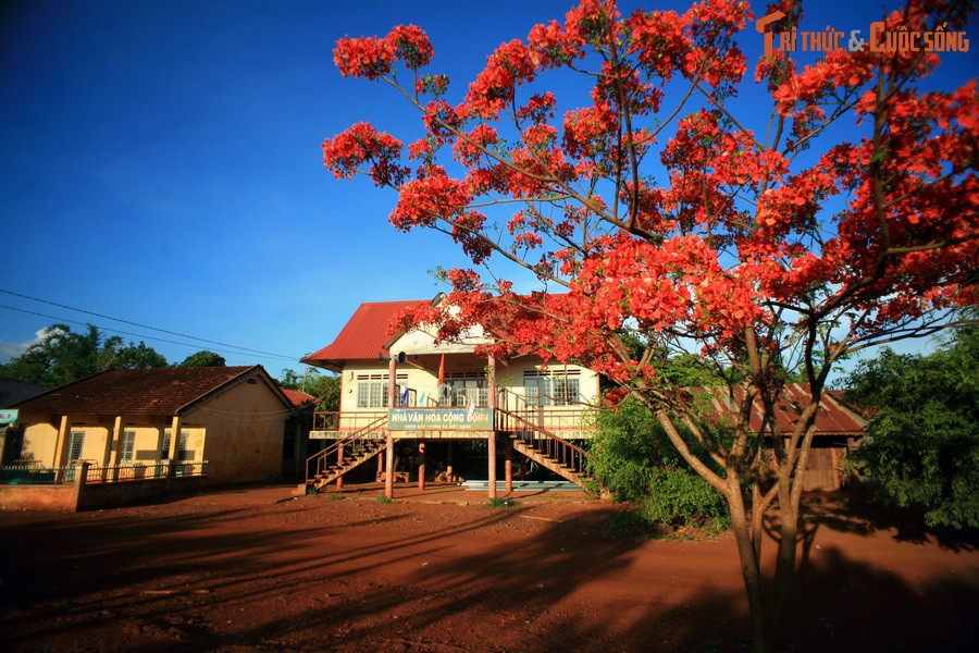Thấy thế, chàng Khỏe quyết tâm giết rồng lửa, trừ họa cho dân làng. Gần nơi chàng ở có một cây gỗ rất to. Thân cây chục người ôm không xuể.