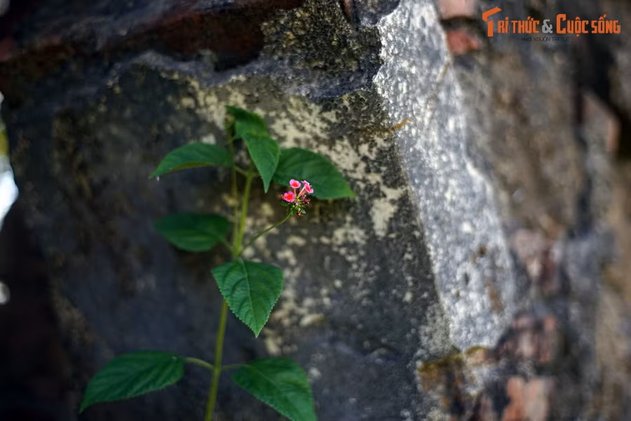 Rêu phong bao phủ lên tất cả những gì còn lại của ngôi chùa từng làm vang danh Phật giáo Quảng Ngãi.