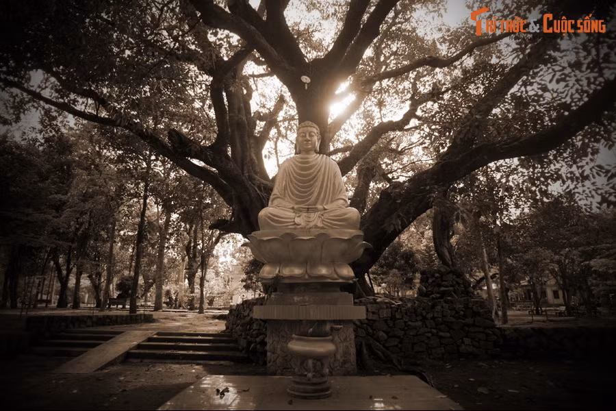 Họ đi theo con đường đó và gặp một nhà tu hành đang thiền định trong am đơn sơ giữa núi rừng. Vị thiền sư xưng là Pháp Hóa, có dung mạo toát lên lòng từ bi và trí huệ. Ngài đã giảng cho mọi người về đạo Phật và lẽ nhân sinh.