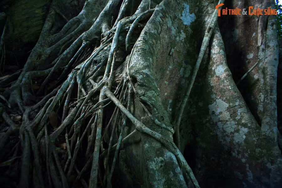 Cận cảnh bộ rễ của cây đa 800 tuổi trong rừng rậm Sơn Trà, đã được công nhận là Cây di sản Việt Nam vào năm 2022.
