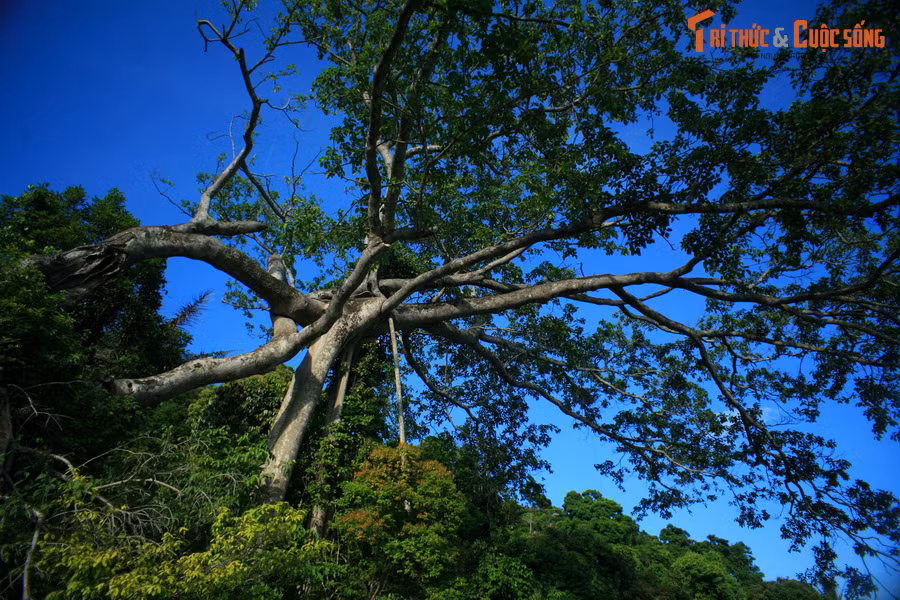 Một góc rừng nguyên sinh trên bán đảo Sơn Trà - khu bảo tồn thiên nhiên có thảm động thực vật rất phong phú.