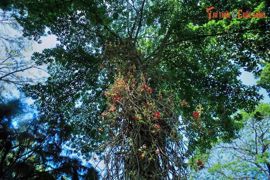 Mang nhiều đặc điểm sinh học độc đáo, cây đầu lân (Couroupita guianensis) được coi là một trong những loài thực vật thú vị nhất thế giới. Thảo Cầm Viên Sài Gòn là nơi sở hữu cây đầu lân lớn nhất nhì Việt Nam.