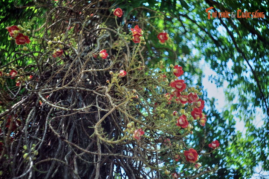 Tại một số quốc gia theo Phật giáo Nam Tông như Sri Lanka, Thái Lan, Myanmar... cây đầu lân được trồng nhiều ở chùa chiền vì nhiều người tin rằng đây chính là loài cây sala huyền thoại.