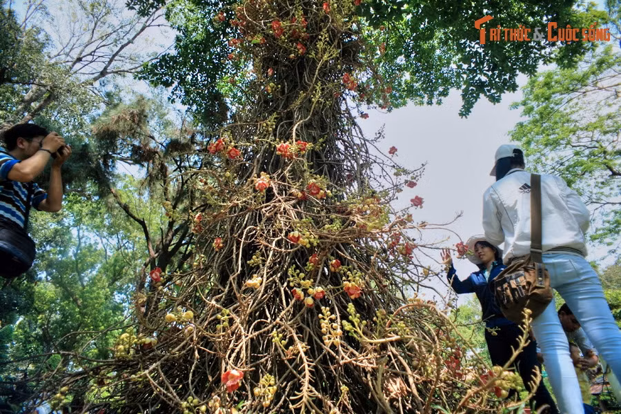 Điểm đặc biệt của loài cây này là những chùm hoa chĩu chịt của chúng không mọc từ cành mà mọc thẳng từ thân.