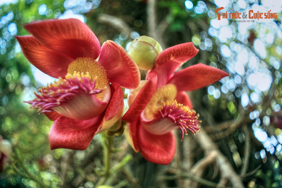 Ngoài giá trị khoa học và cảnh quan, cây đầu lân còn có nhiều ứng dụng trong đời sống con người. Ruột quả và lá non của cây có tính kháng sinh và có tác dụng giảm đau, có thể dùng để chữa cảm, đau dạ dày và đau răng.