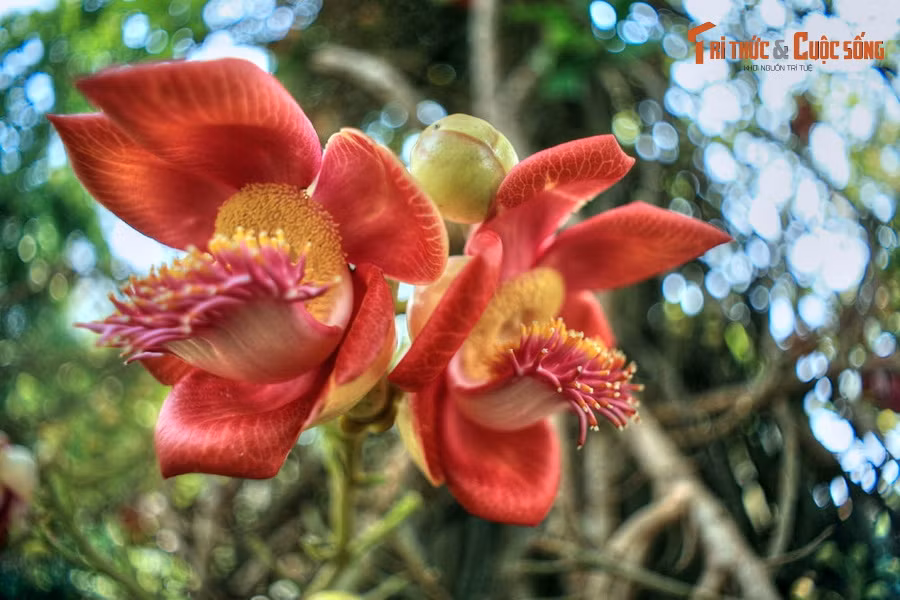 Ngoài giá trị khoa học và cảnh quan, cây đầu lân còn có nhiều ứng dụng trong đời sống con người. Ruột quả và lá non của cây có tính kháng sinh và có tác dụng giảm đau, có thể dùng để chữa cảm, đau dạ dày và đau răng.