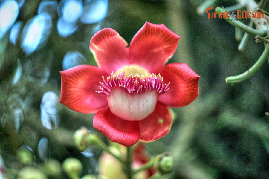 Mỗi bông hoa có kích thước khá lớn, cánh hoa màu đỏ tươi, có hình dáng rất giống với những chiếc đầu lân.