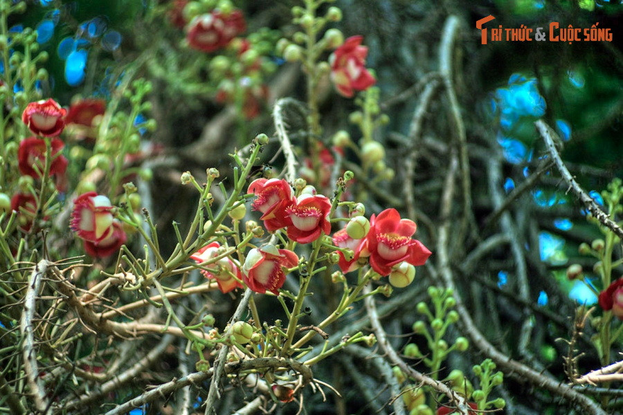 Loài cây này có nguồn gốc từ Nam Mỹ, nhưng đã được du nhập vào nhiều quốc gia châu Á, trong đó có Việt Nam.