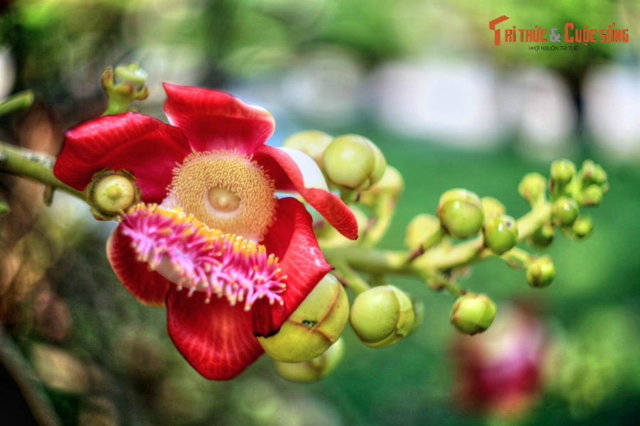 Theo điển tích Phật giáo, Đức Phật đản sinh ở dưới một gốc cây sala trong vườn Lumbini (Lâm Tì Ni). Ngoài ra, vị Phật thuộc Trang Nghiêm kiếp là Phật Tỳ Xá Phù cũng giác ngộ dưới gốc cây sala.