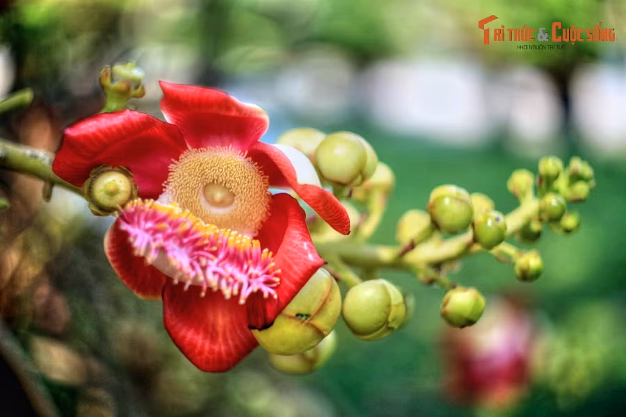 Theo điển tích Phật giáo, Đức Phật đản sinh ở dưới một gốc cây sala trong vườn Lumbini (Lâm Tì Ni). Ngoài ra, vị Phật thuộc Trang Nghiêm kiếp là Phật Tỳ Xá Phù cũng giác ngộ dưới gốc cây sala.