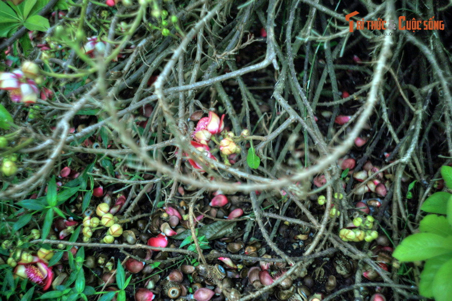 Quả của cây đầu lân có thể ăn được, nhưng ít người ăn vì có mùi hơi khó chịu. Chúng thường được dùng làm thức ăn cho vật nuôi như lợn và gia cầm...