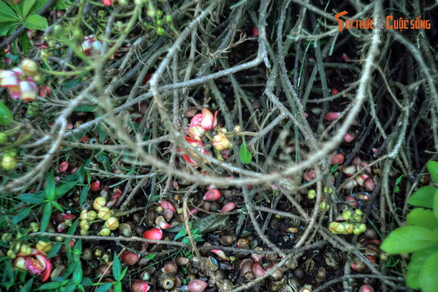 Quả của cây đầu lân có thể ăn được, nhưng ít người ăn vì có mùi hơi khó chịu. Chúng thường được dùng làm thức ăn cho vật nuôi như lợn và gia cầm...