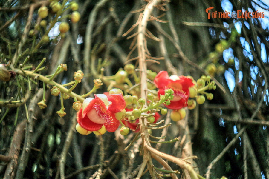 Hoa có một mùi thơm đặc trưng, có thể ngửi thấy từ khá xa, hấp dẫn nhiều loài ong đến thụ phấn.