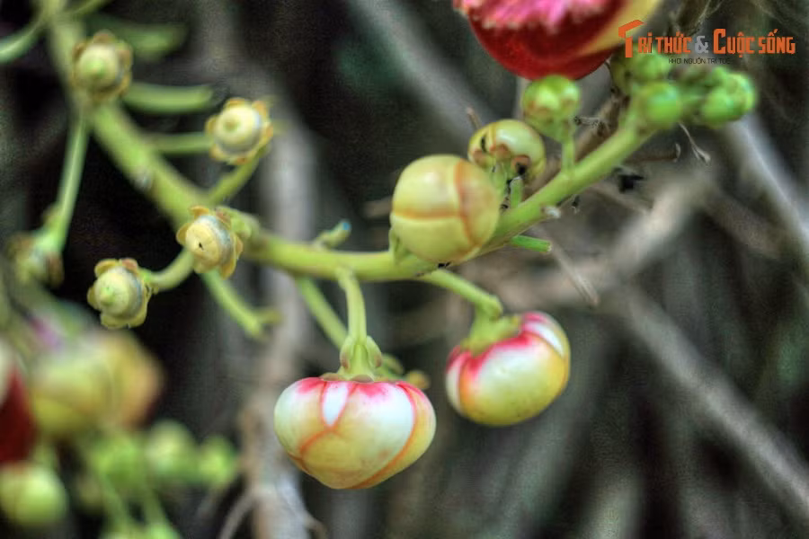 Nước sắc từ lá cây có thể được sử dụng để chữa bệnh da. Ngoài ra, theo một số tài liệu quốc tế, các thầy lang bản địa ở Nam Mỹ còn dùng các bộ phận của cây để điều trị bệnh sốt rét.