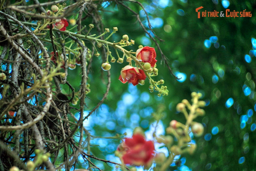 Hoa đầu lân đơm suốt từ gốc lên đến gần ngọn, chùm hoa dài ra liên tục có thể tới 3 mét.