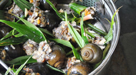 Ốc hấp lá gừng xả biến tấu và cầu kỳ hơn từ món ốc nhồi hấp thông thường. Đối với món này ngoài ốc bạn cần có giò sống, củ và lá gừng cùng với nấm hương và những gia vị thông thường. Món ăn này đỏi hỏi phải sơ chế lấy thịt ốc ra băm nhỏ trộn cùng nấm hương, giò sống và các gia vì rồi nhồi cùng lá gừng vào lại vỏ ốc rồi hấp cách thủy. Ảnh: 7monngonmoingay