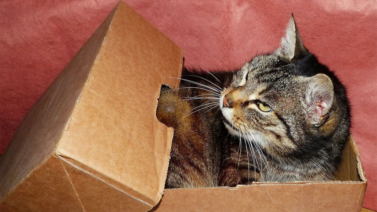 Trong một bài báo năm 2019 được xuất bản trên tạp chí PLOS One, các nhà khoa học Hà Lan lưu ý rằng, khả năng ẩn náu là rất quan trọng trong việc giảm mức độ căng thẳng của những con mèo vừa đến nơi trú ẩn mới.