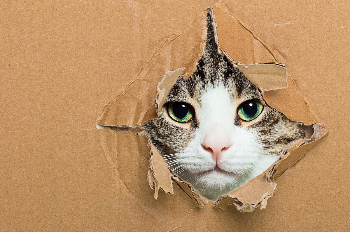 Gabriella Smith, một tiến sĩ chuyên nghiên cứu về nhận thức động vật tại Đại học Thú y ở Vienna cho biết, hành vi này xuất phát từ mong muốn đơn giản của con vật.