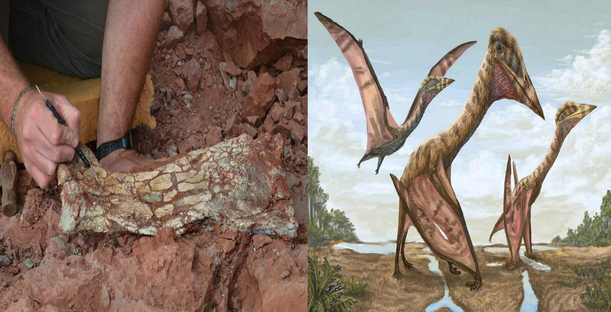 "Azhdarchids được biết đến với hộp sọ rất lớn cũng như cổ siêu dài và thân hình ngắn, cường tráng", Leonardo D. Ortiz David, tác giả chính của một nghiên cứu mới mô tả về loài khổng lồ này và cũng là trưởng điều phối của Phòng thí nghiệm và Bảo tàng Khủng long của Argentina ở Mendoza, nói với tạp chí Live Science trong một email.