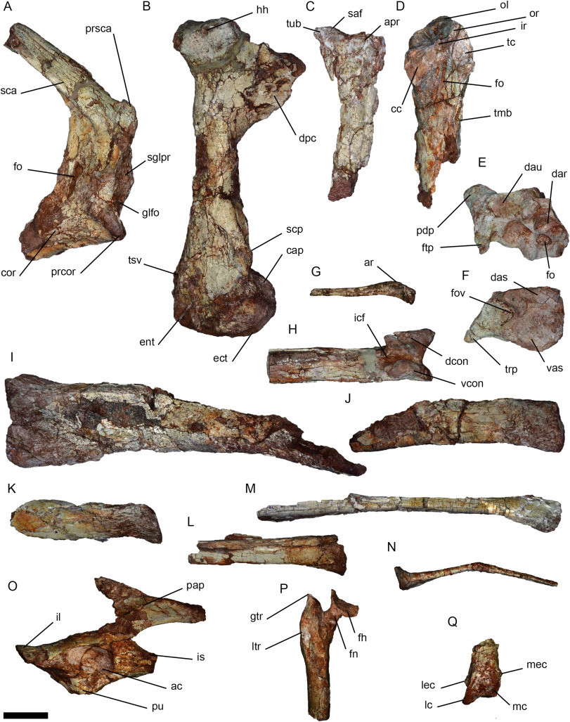 Các nhà khoa học xác định loài pterosaurs là hai cá thể nằm trong loài Thanatosdrakon amaru. Đây là loài duy nhất trong chi, có nghĩa là "con rồng của tử thần", trong tiếng Hy Lạp. Các tác giả nghiên cứu cho biết tên loài "amaru" có nghĩa là "rắn bay" từ tiếng Quechuan bản địa và ám chỉ Amaru, một vị thần hai đầu của người Incan.