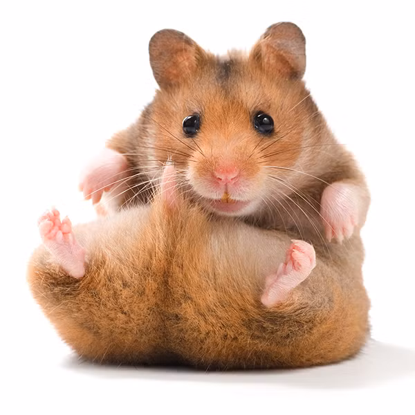 Tron mat kinh ngac top dong vat co mieng co gian nhat hanh tinh-Hinh-2