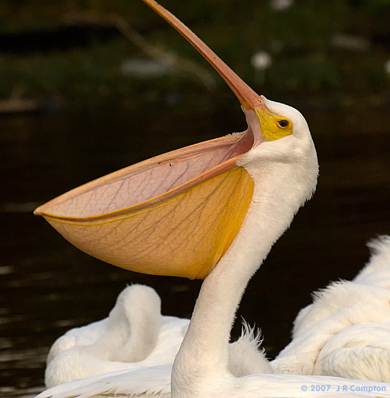 Tron mat kinh ngac top dong vat co mieng co gian nhat hanh tinh-Hinh-7