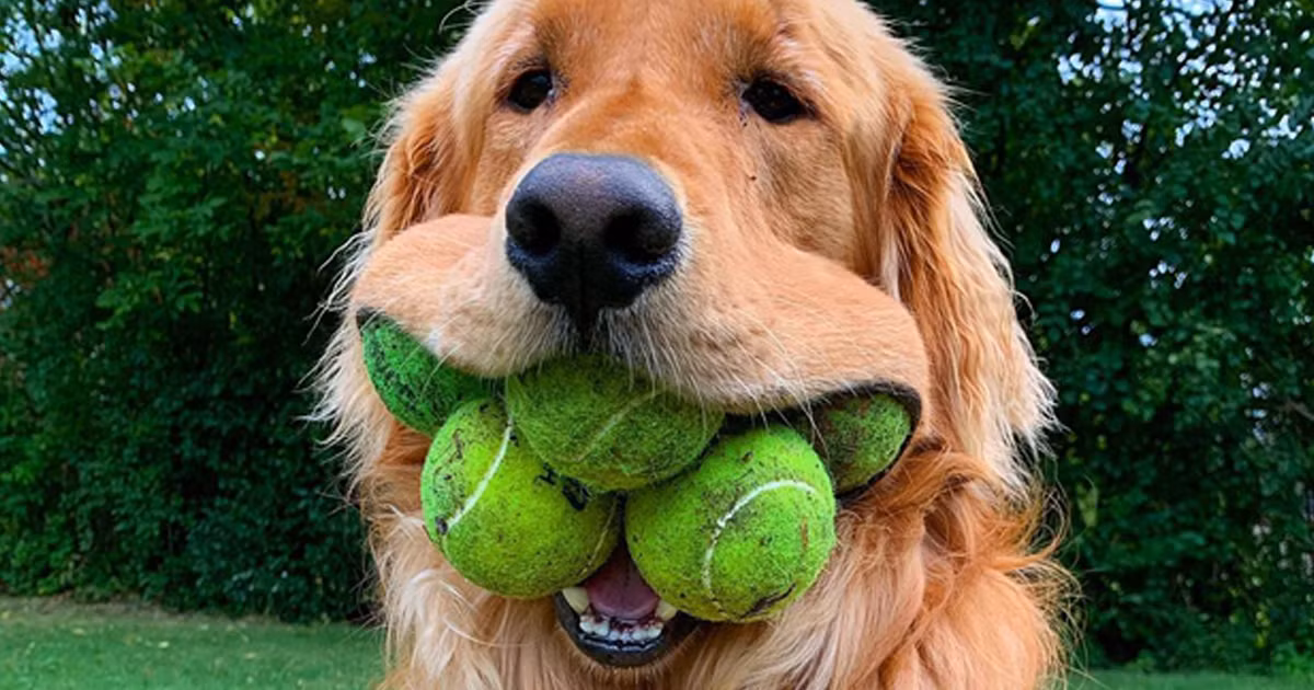 Tron mat kinh ngac top dong vat co mieng co gian nhat hanh tinh