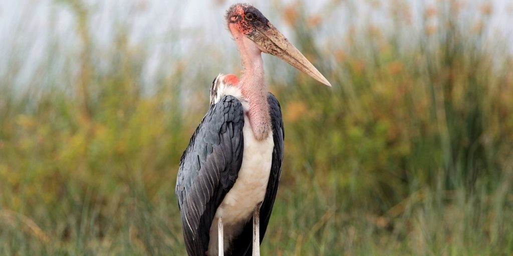 Cò Marabous (Leptoptilos crumenifer), sải cánh: 3,2 mét: là loài chim lội nước lớn được tìm thấy ở Châu Phi phía nam sa mạc Sahara - trong cả môi trường sống ẩm ướt và khô cằn, thường gần nơi sinh sống của con người, đặc biệt là các bãi rác. Marabous là động vật ăn xác thối ăn bất cứ thứ gì từ mối, hồng hạc, chim nhỏ và động vật có vú cho đến xác voi, linh cẩu chết.