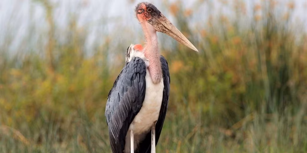 Cò Marabous (Leptoptilos crumenifer), sải cánh: 3,2 mét: là loài chim lội nước lớn được tìm thấy ở Châu Phi phía nam sa mạc Sahara - trong cả môi trường sống ẩm ướt và khô cằn, thường gần nơi sinh sống của con người, đặc biệt là các bãi rác. Marabous là động vật ăn xác thối ăn bất cứ thứ gì từ mối, hồng hạc, chim nhỏ và động vật có vú cho đến xác voi, linh cẩu chết.