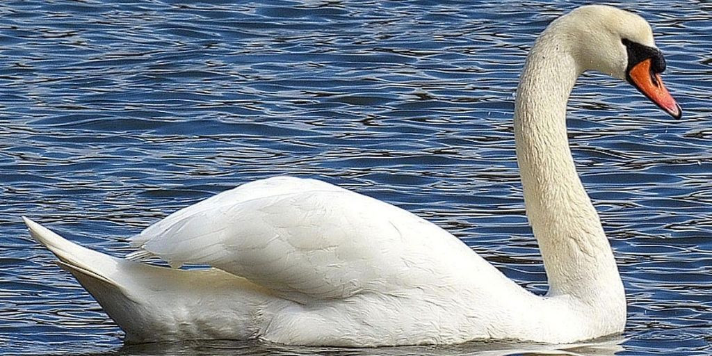 Thiên nga Trumpeter (Cygnus buccinator), sải cánh: 3,1 mét: là loài chim nước lớn nhất trên thế giới. Chúng trông duyên dáng và thanh lịch, nhưng có một mặt là khá nguy hiểm khi bảo vệ gia đình hoặc lãnh thổ, chúng đứng lên cao và rít lên hoặc tấn công những kẻ xâm nhập bằng mỏ và cánh của chúng.