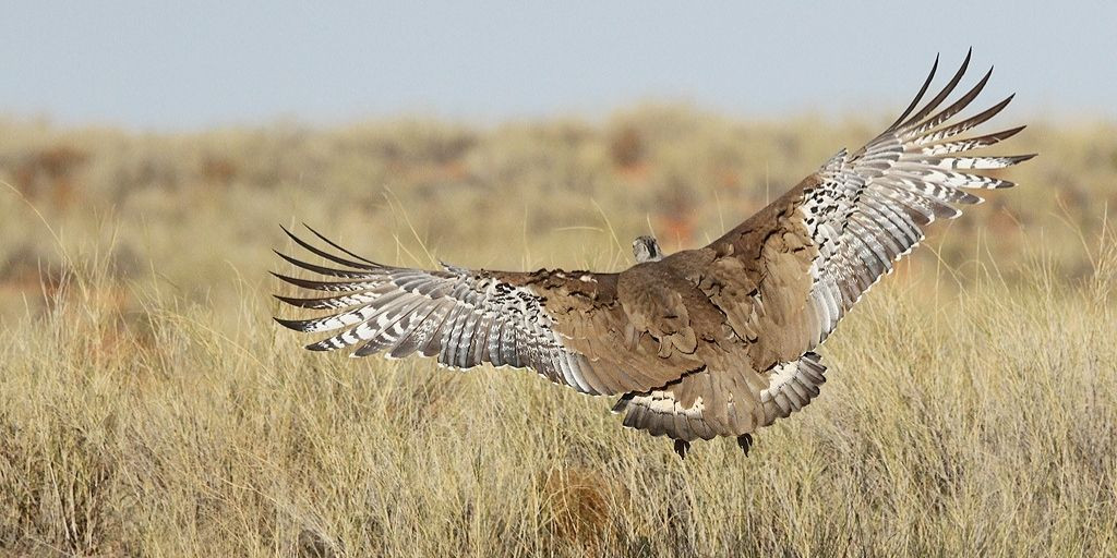 Kori Bustard (Ardeotis kori ), sải cánh: 2,75 mét là một trong những động vật bay nặng nhất còn sống, đứng đầu về cân nặng khoảng 18 kg và chiều cao lên đến 1,2 mét, nó cũng là loài chim bay lớn nhất ở Châu Phi.