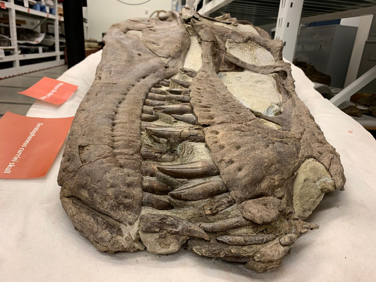 Nhưng trong nghiên cứu mới, Tiến sĩ Joe Sertich - người phụ trách về khủng long tại Bảo tàng Denver và các đồng nghiệp đã kiểm tra một lớp xương lớn được phát hiện gần đây có chứa ít nhất 4 cá thể thuộc loài khủng long bạo chúa Teratophoneus curriei cũng tại một địa điểm mới ở Alberta, Canada.