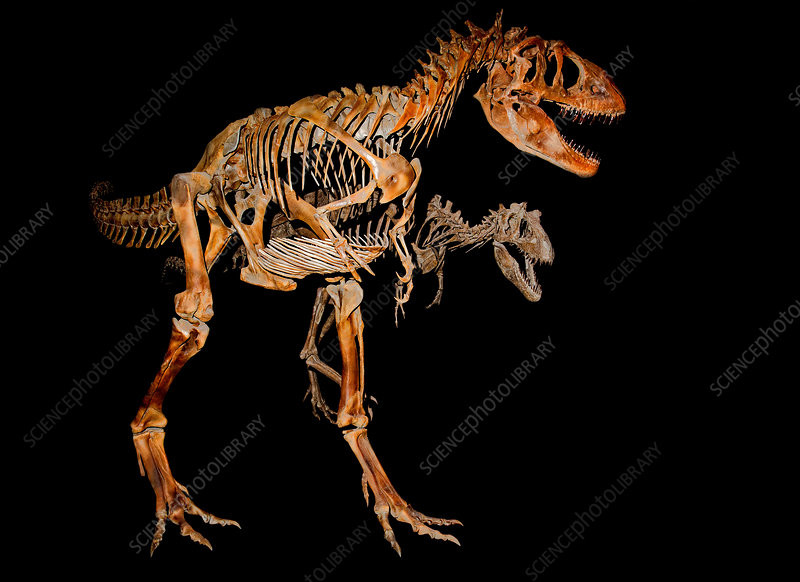 Tiến sĩ Joe Sertich kết luận rằng, một nhóm Teratophoneus curriei đã chết cùng nhau trong một trận lũ lụt: “Không còn nghi ngờ gì nữa, nhóm khủng long này đã chết cùng nhau, điều này làm tăng thêm bằng chứng cho thấy các loài bạo chúa có khả năng tương tác với nhau như các bầy đàn chứ không hề sống đơn độc”.