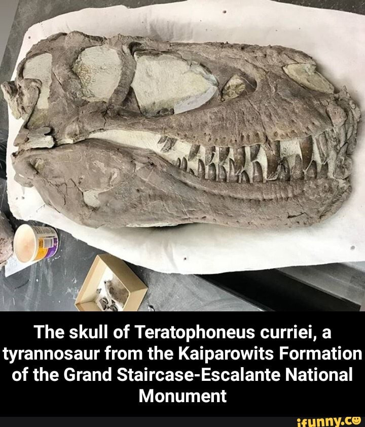 Có quan điểm khác cho rằng, việc phát hiện ra địa điểm chết tập thể hàng loạt thứ hai của khủng long bạo chúa Teratophoneus curriei một lần nữa làm dấy lên khả năng cao loài này sống theo dạng nhóm bầy đàn, chứ không hề đơn độc như nhiều người nghĩ.