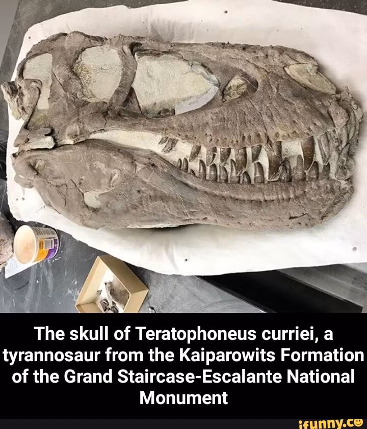 Có quan điểm khác cho rằng, việc phát hiện ra địa điểm chết tập thể hàng loạt thứ hai của khủng long bạo chúa Teratophoneus curriei một lần nữa làm dấy lên khả năng cao loài này sống theo dạng nhóm bầy đàn, chứ không hề đơn độc như nhiều người nghĩ.