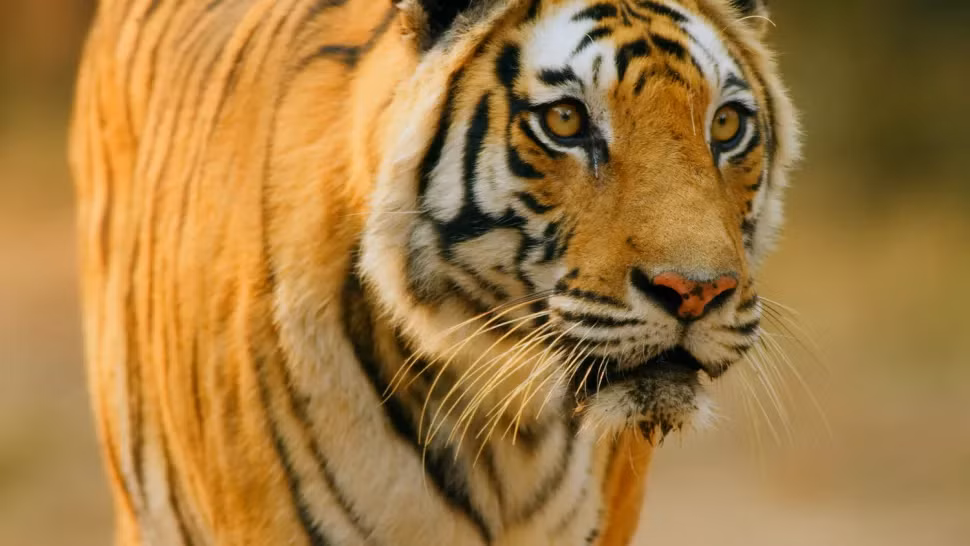 Khoanh khac an tuong 