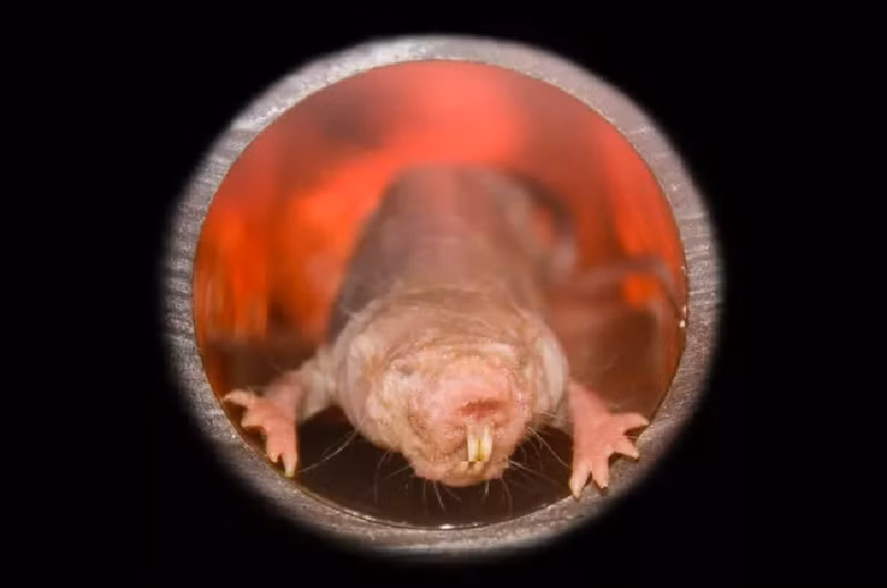 Chuột chũi trụi lông. Đây là loài gặm nhấm sống ở miền đông châu Phi. Loài này không trụi lông hoàn toàn mà vẫn có một ít sợi lông trên cơ thể. (Ảnh: belizar/Shutterstock).