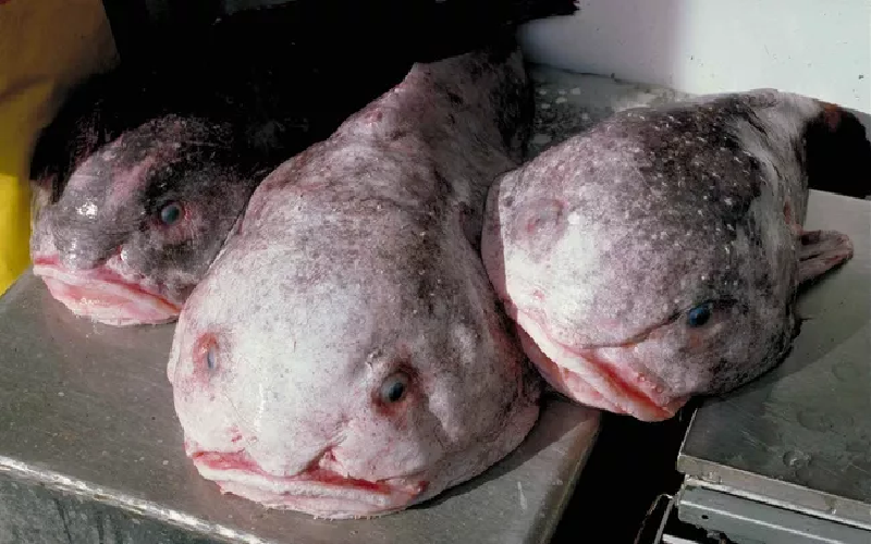 Cá giọt nước Blobfish. Cá blobfish từng được bình chọn là loài động vật xấu xí nhất thế giới trong một cuộc thăm dò trực tuyến do Hiệp hội Bảo tồn Động vật Xấu xí có trụ sở tại Anh thực hiện. (Ảnh: NOAA/Wikimedia Commons/Public Domain).