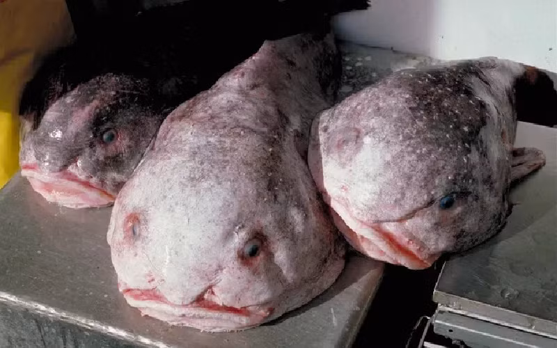 Cá giọt nước Blobfish. Cá blobfish từng được bình chọn là loài động vật xấu xí nhất thế giới trong một cuộc thăm dò trực tuyến do Hiệp hội Bảo tồn Động vật Xấu xí có trụ sở tại Anh thực hiện. (Ảnh: NOAA/Wikimedia Commons/Public Domain).