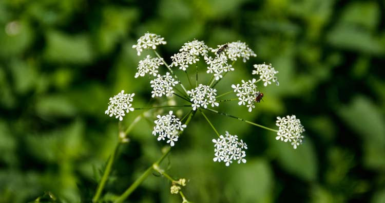 Water Hemlock hiện diện ở các khu vực đầm lầy của lục địa Mỹ. Loại cây này có chứa một loại độc tố chết người gọi là “cicutoxin”, có rất nhiều trong rễ. Trong hầu hết các trường hợp, rễ màu trắng của cây bị nhầm với củ cải.