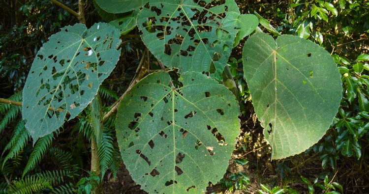 Gympie-gympie là một trong những loài thực vật chết chóc nhất trên thế giới có thể khiến con người tự tử. Chỉ cần một cái chạm nhẹ vào lá của nó cũng đủ gây ra cơn đau không thể chịu đựng nổi, cảm giác như ai đó đã tạt axit nóng và cảm giác điện giật họ cùng một lúc.