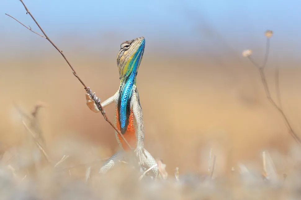 Một con thằn lằn thực hành tư thế "luyện kung-fu" với một cành cây khô nhỏ.