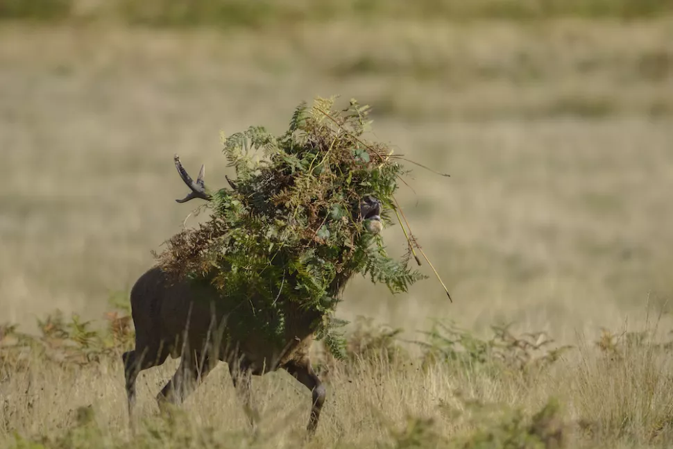 Con hươu rơi vào một tình huống khó khăn tại Công viên Richmond ở London, khi không biết lý do gì mà trên đầu lại mắc phải nguyên một ổ đầy cỏ bụi.