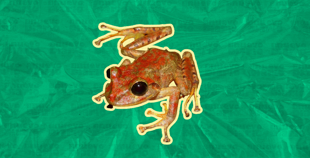 Chúng hoạt động sinh sản bắt đầu với thời kỳ mưa ở Altos del Maria, gần Gaita Hills. Và theo nhóm nghiên cứu, môi trường sống của ếch Pristimantis gretathunbergae cũng đang bị đe dọa tiềm ẩn.